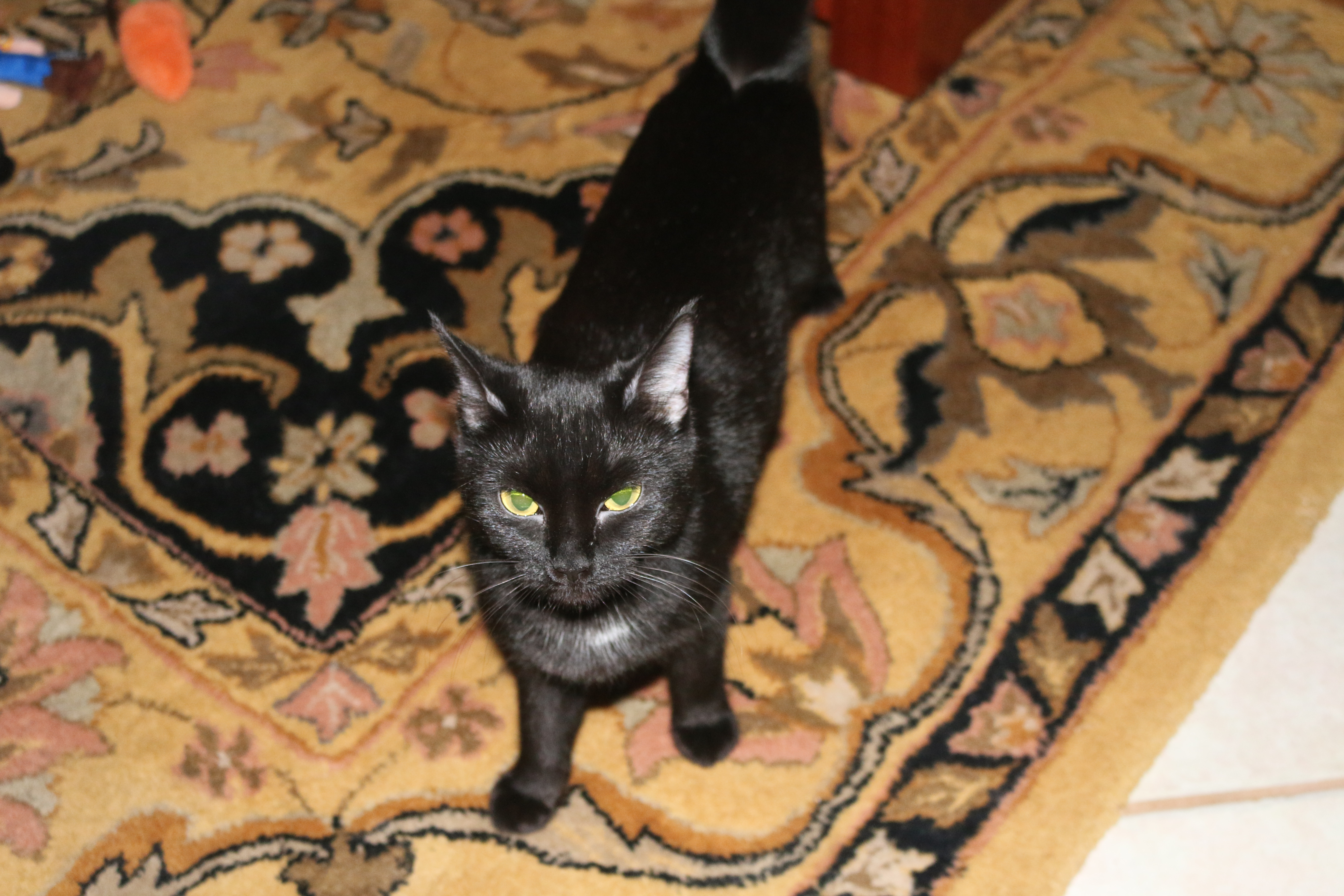 Missy