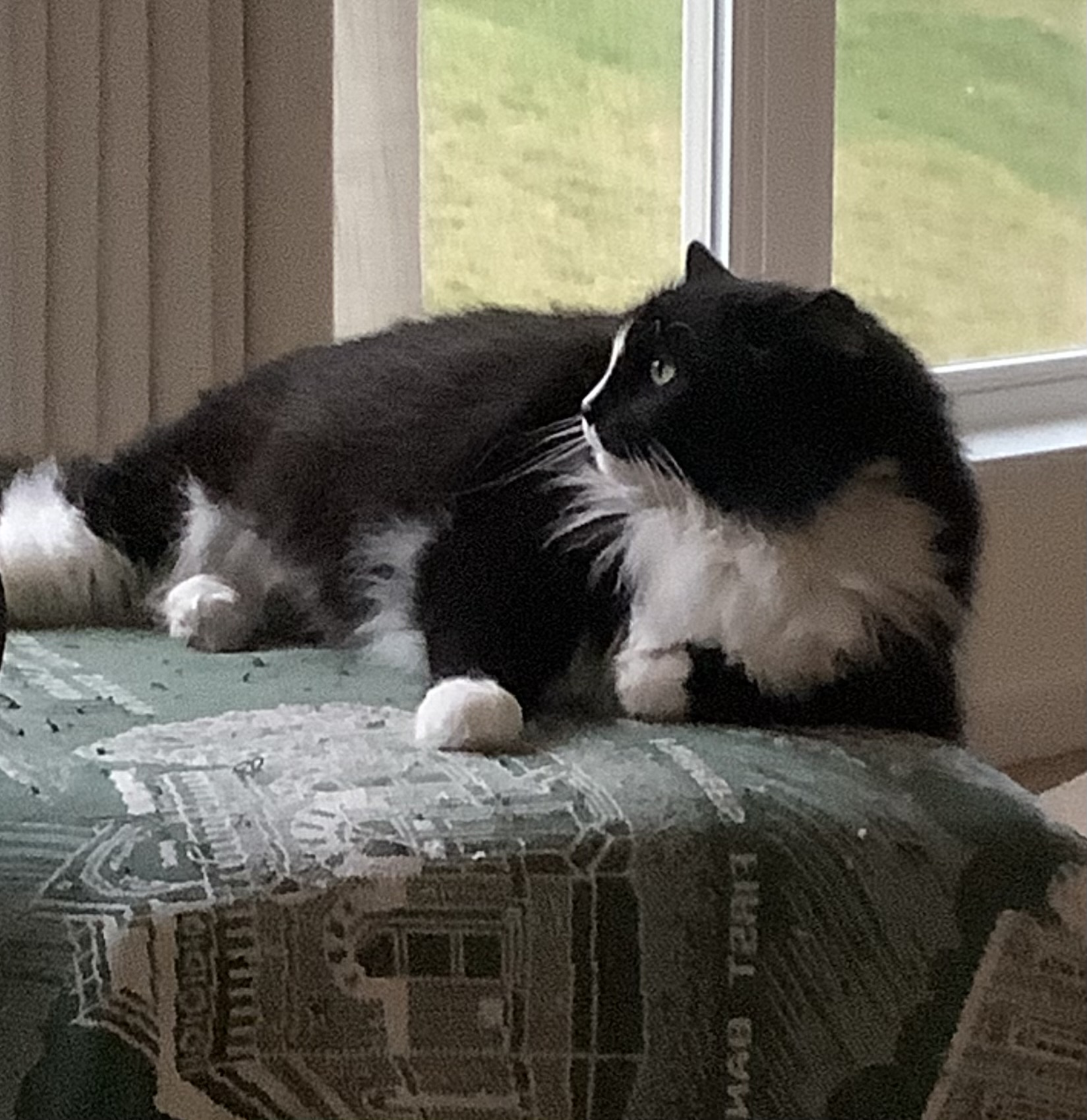 Tux the Shop Cat